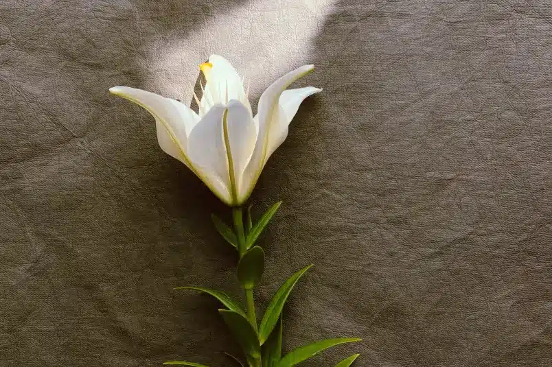 A single white flower laying on a crumbled paper texture