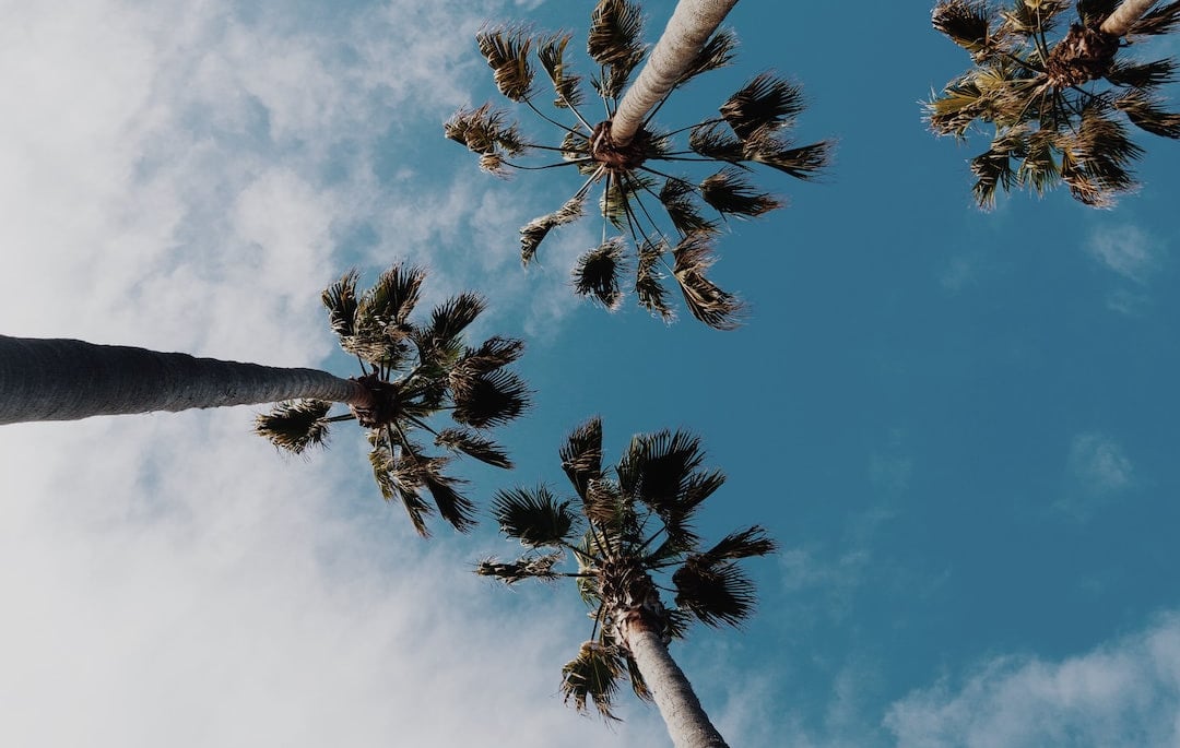 4 palm trees view from below with blue sky (heroin addiction treatment program san diego ca)
