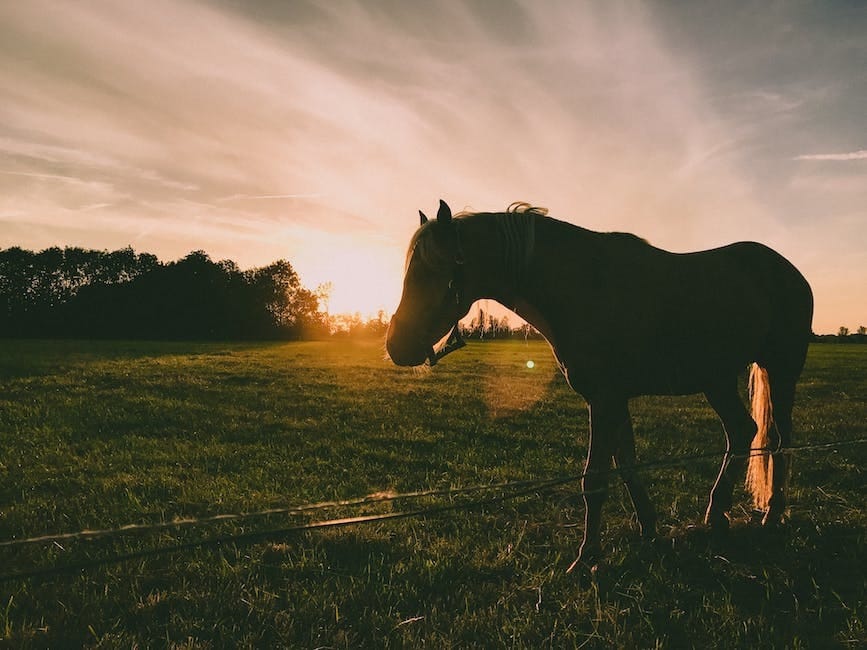 Reducing Anxiety With Equine Therapy