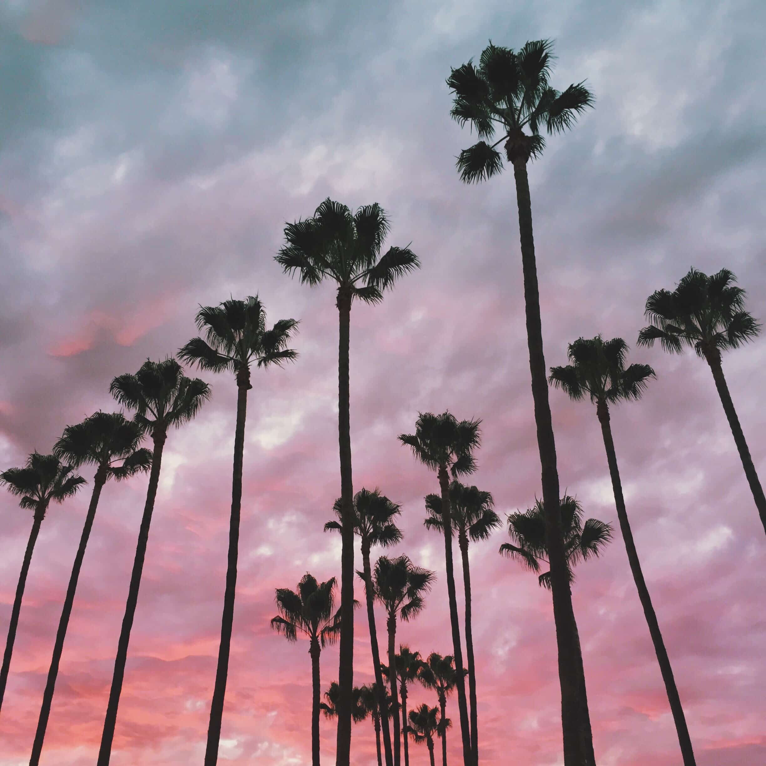 San Diego Palm Trees at sunset