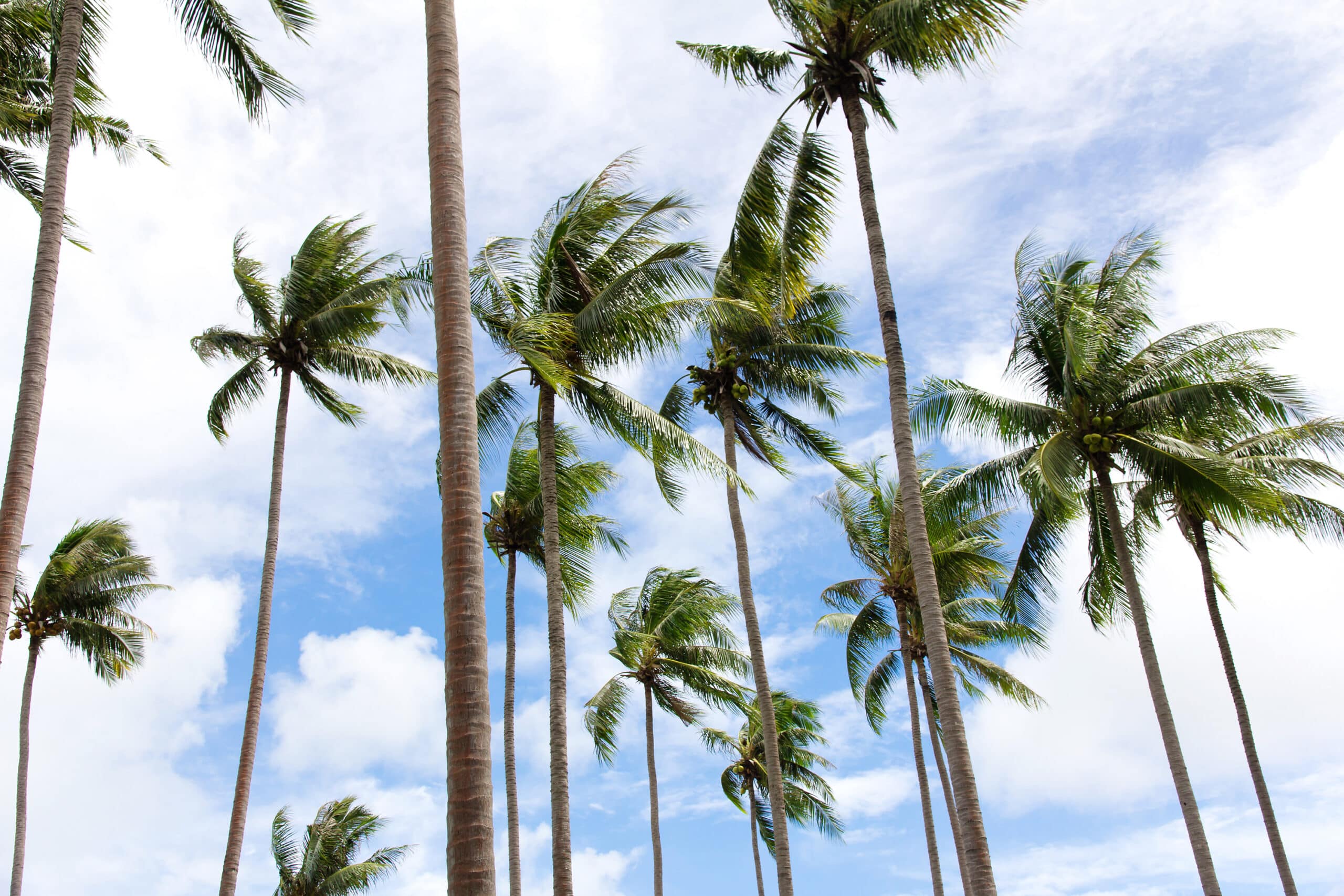 palm springs | coconut palm trees 2023 01 26 12 28 11 utc scaled
