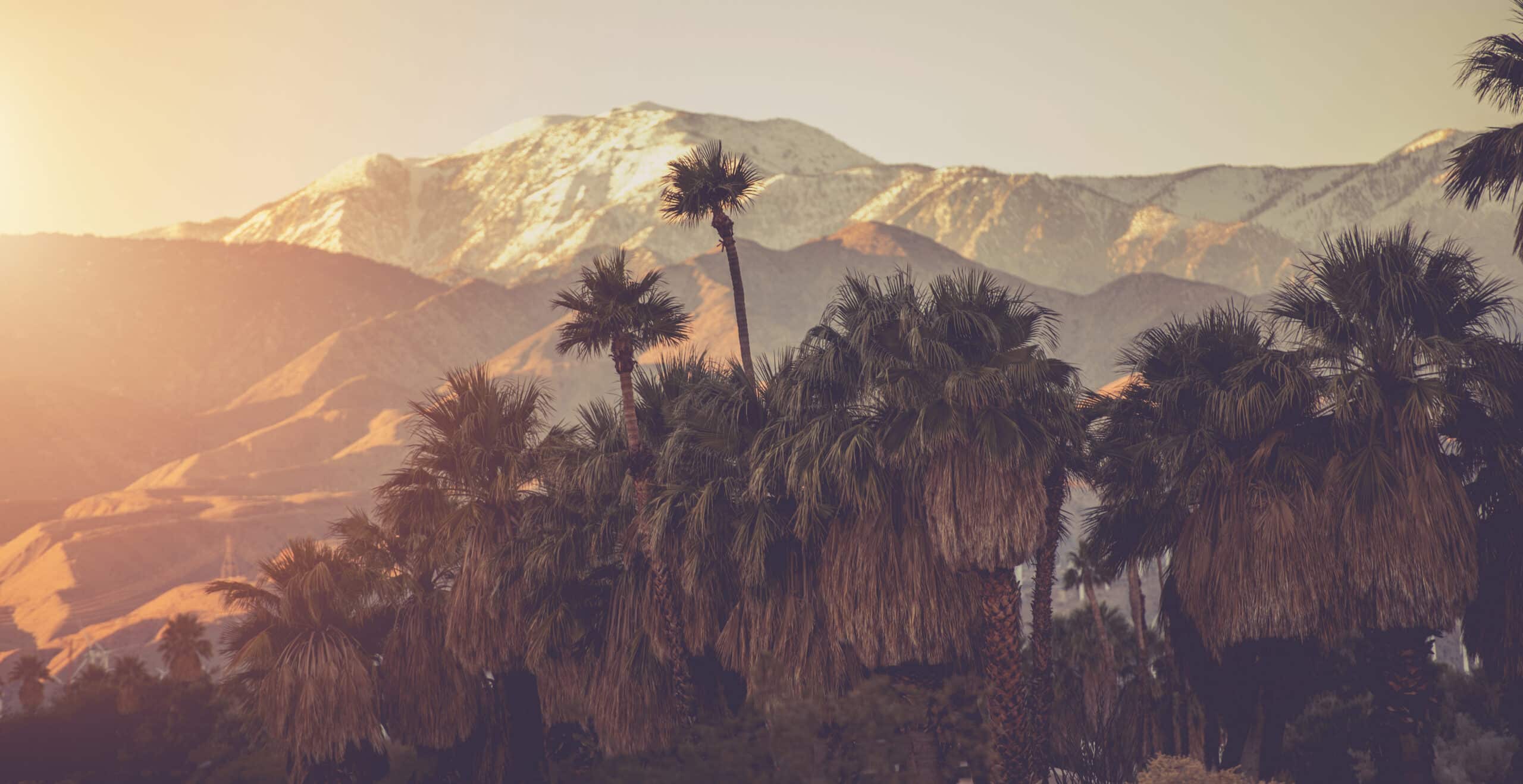 Palm Springs California Panoramic Landscape Warm Violet Colour Graded. Palm Trees and San Bernardino Mountain Range Covered by Snow