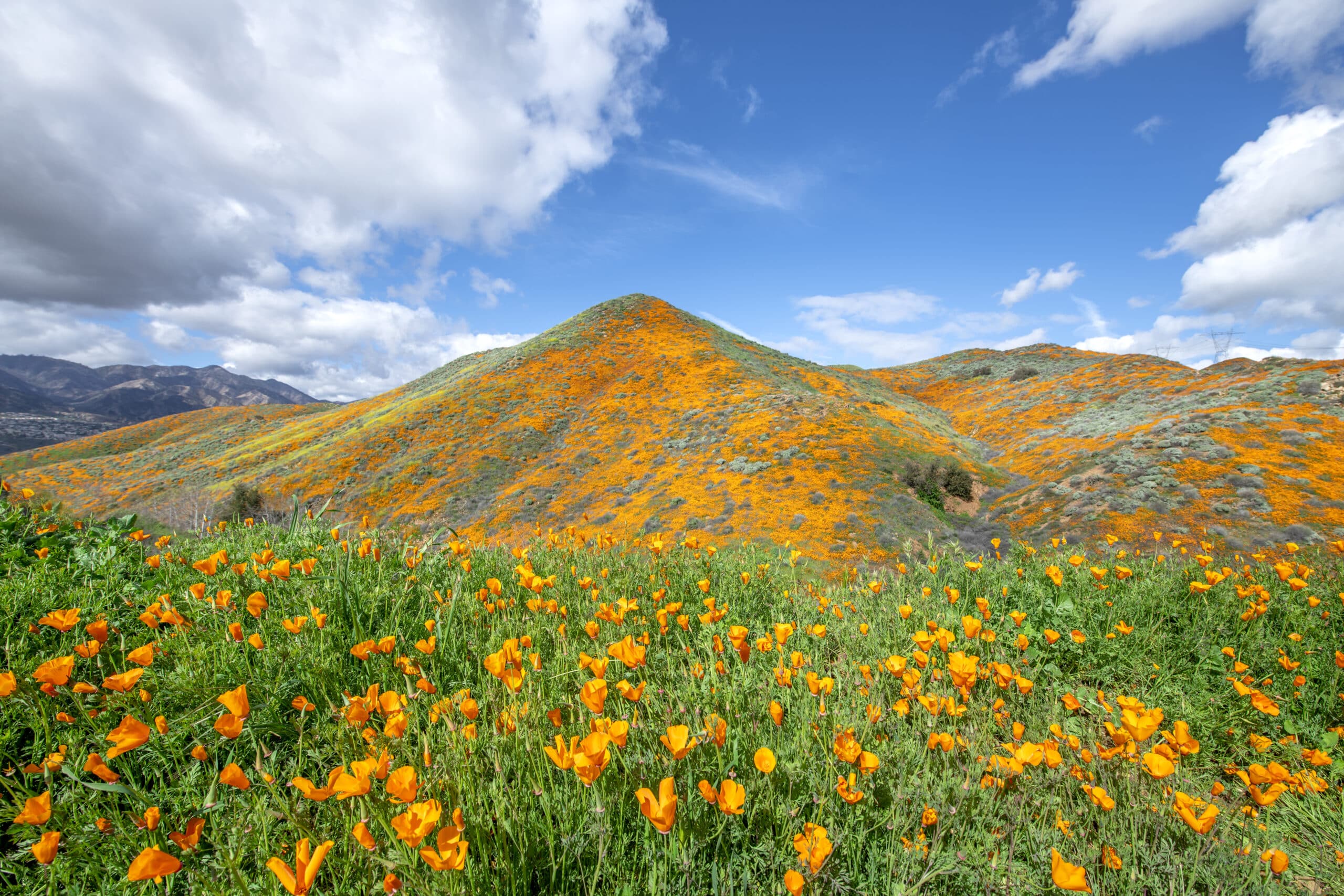 Vibrant orange poppies mixed with purple flowers blooming on a hillside in Lake Elsinore bounce to the gentle breeze during a bright day.