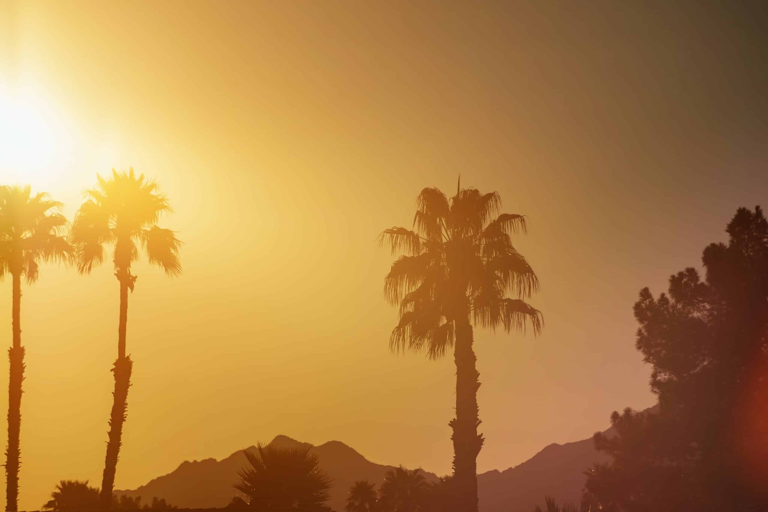 Sun sets over palm trees on in Arizona at sunset