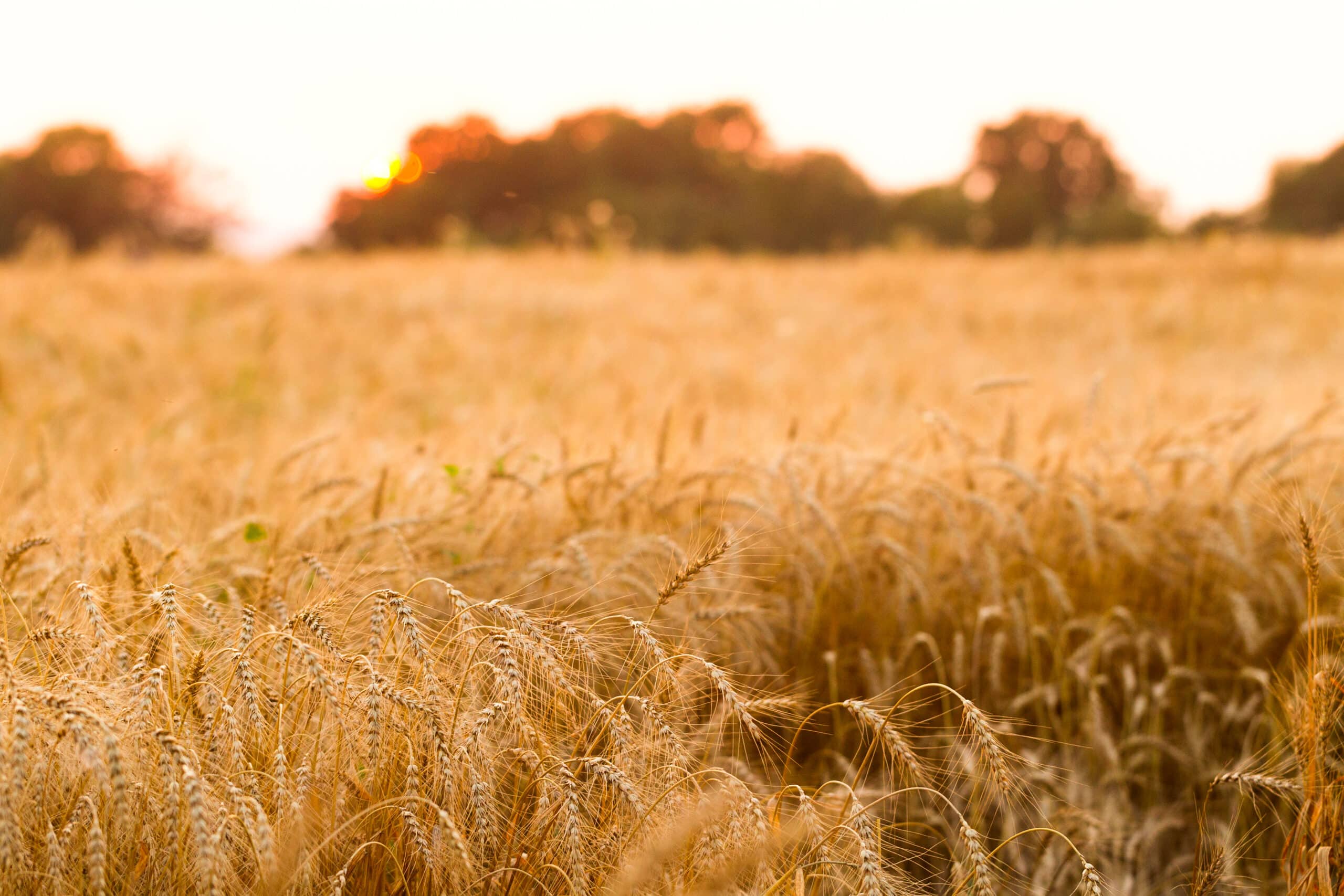 Bread field of rye on a summer evening