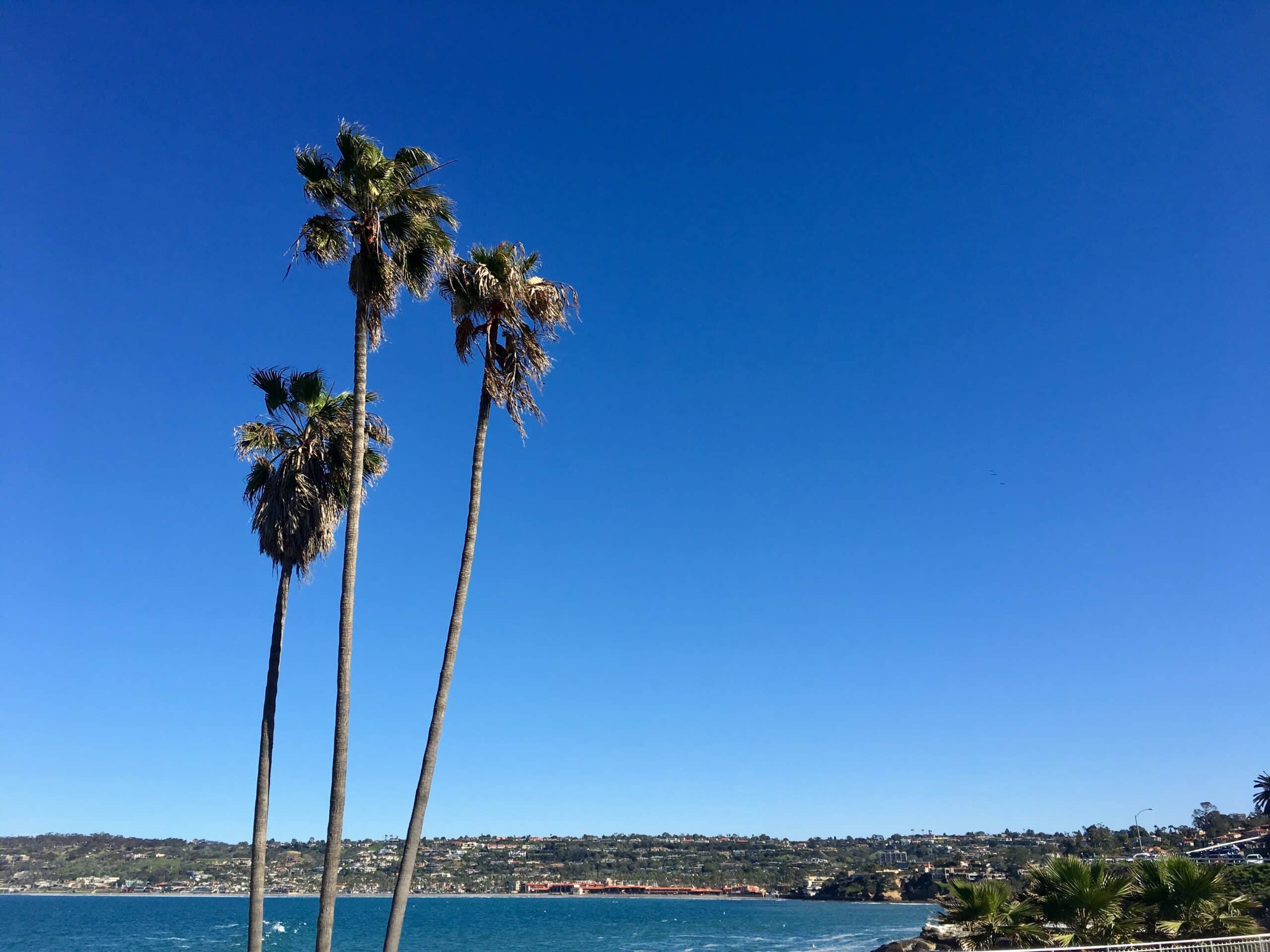 Palm trees in foreground with beach in the background