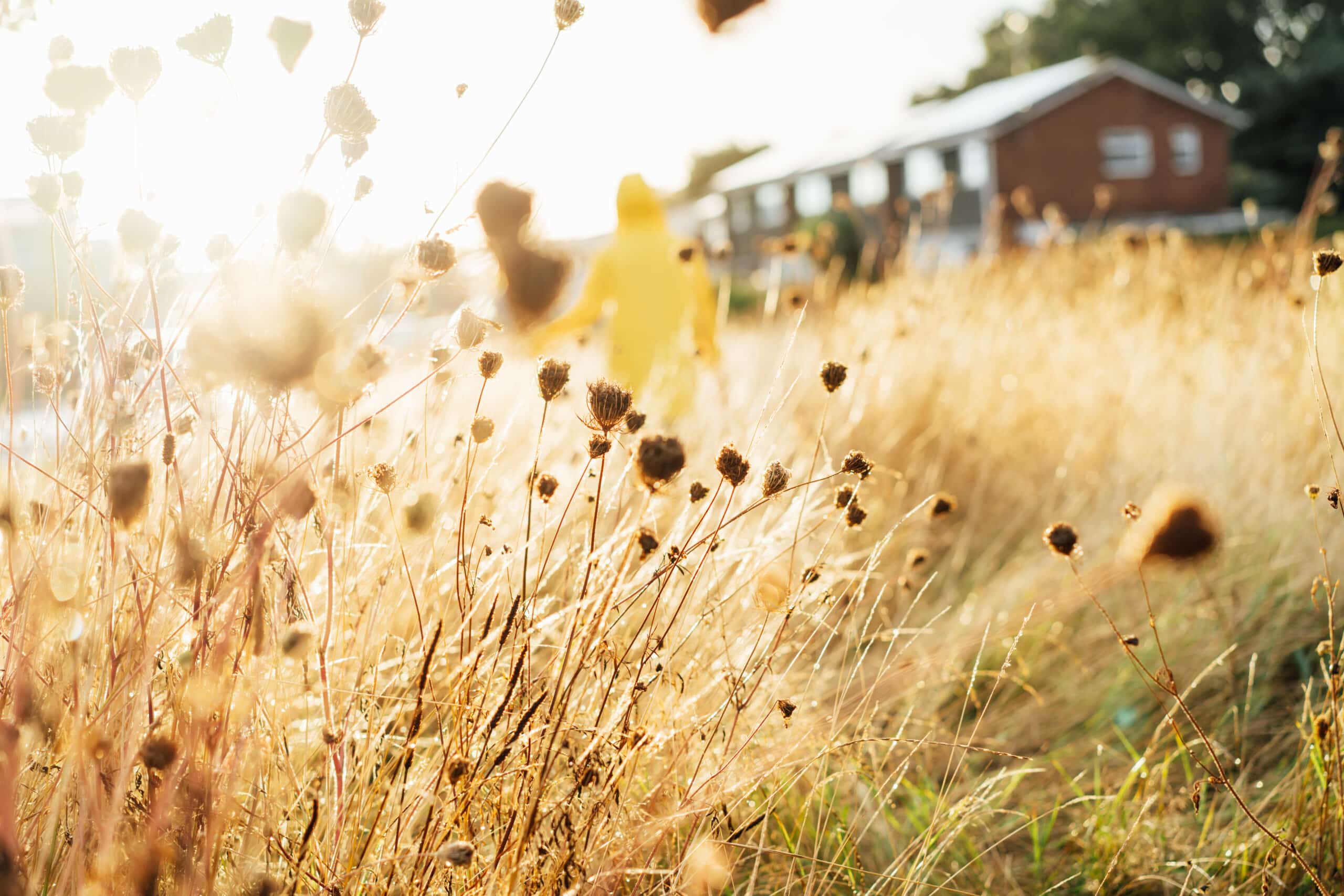 Dry grass with dew on meadow after rain in sunset sunlight with back view walking woman in yellow raincoat on the background. Nature in autumn. Soft selective focus, copy space.