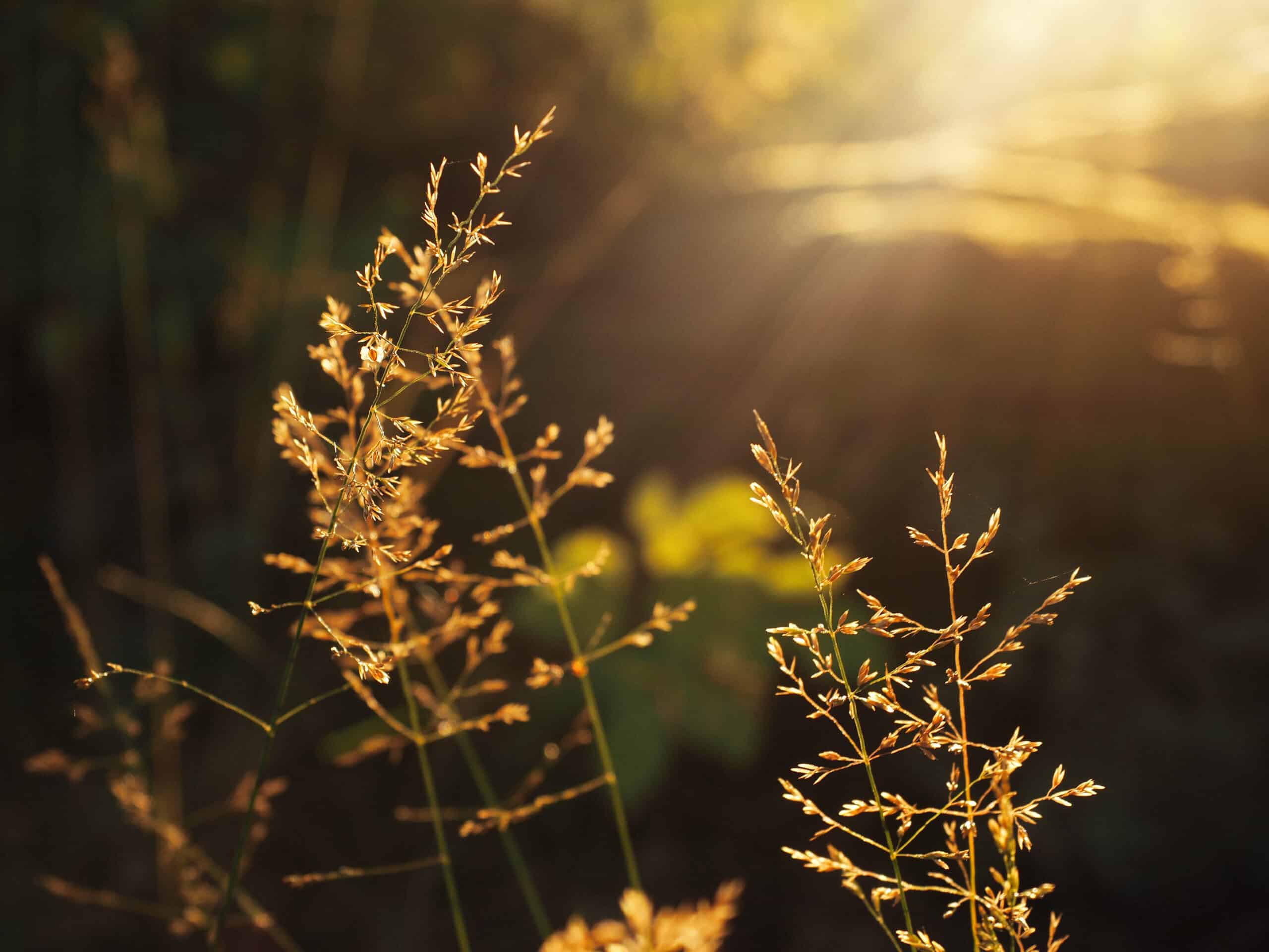 Wild growing grass plant illuminated with bright sunbeams, Finland