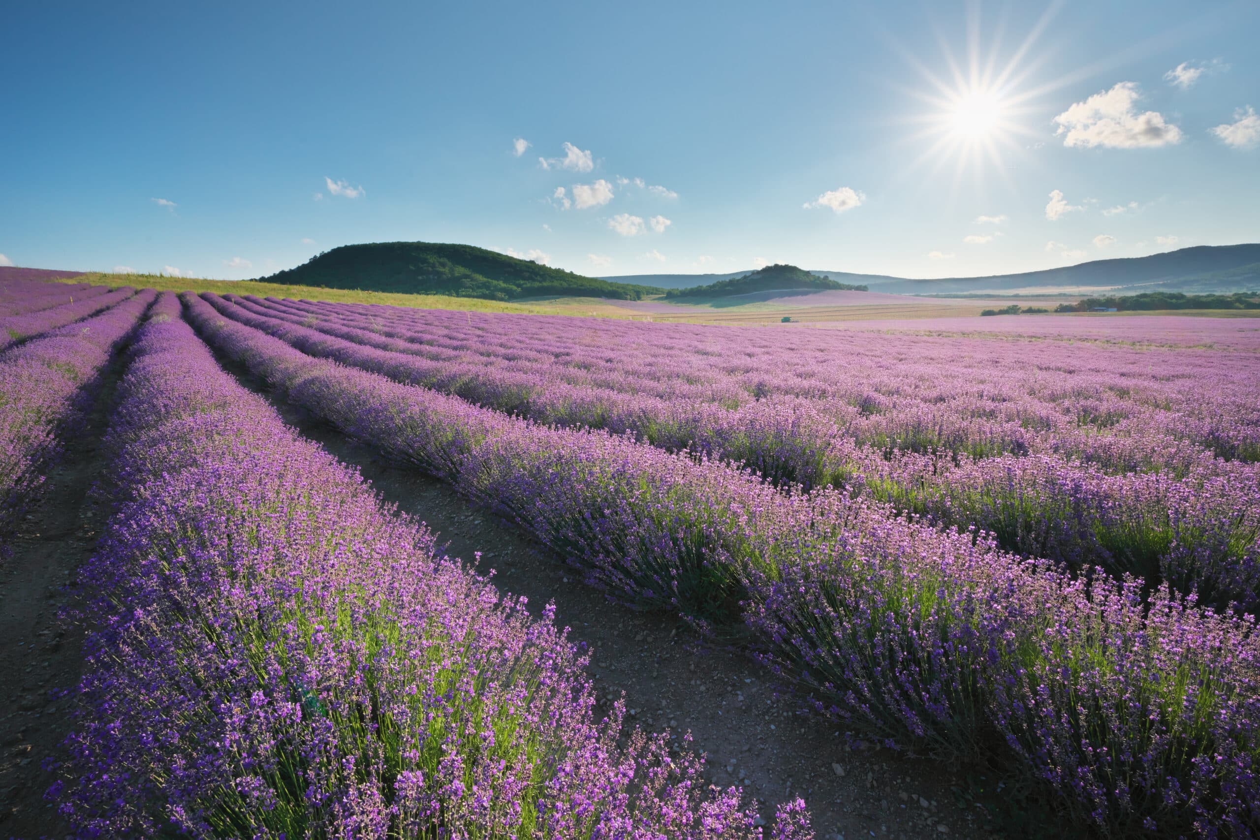 Meadow of lavender. Nature landscape composition.