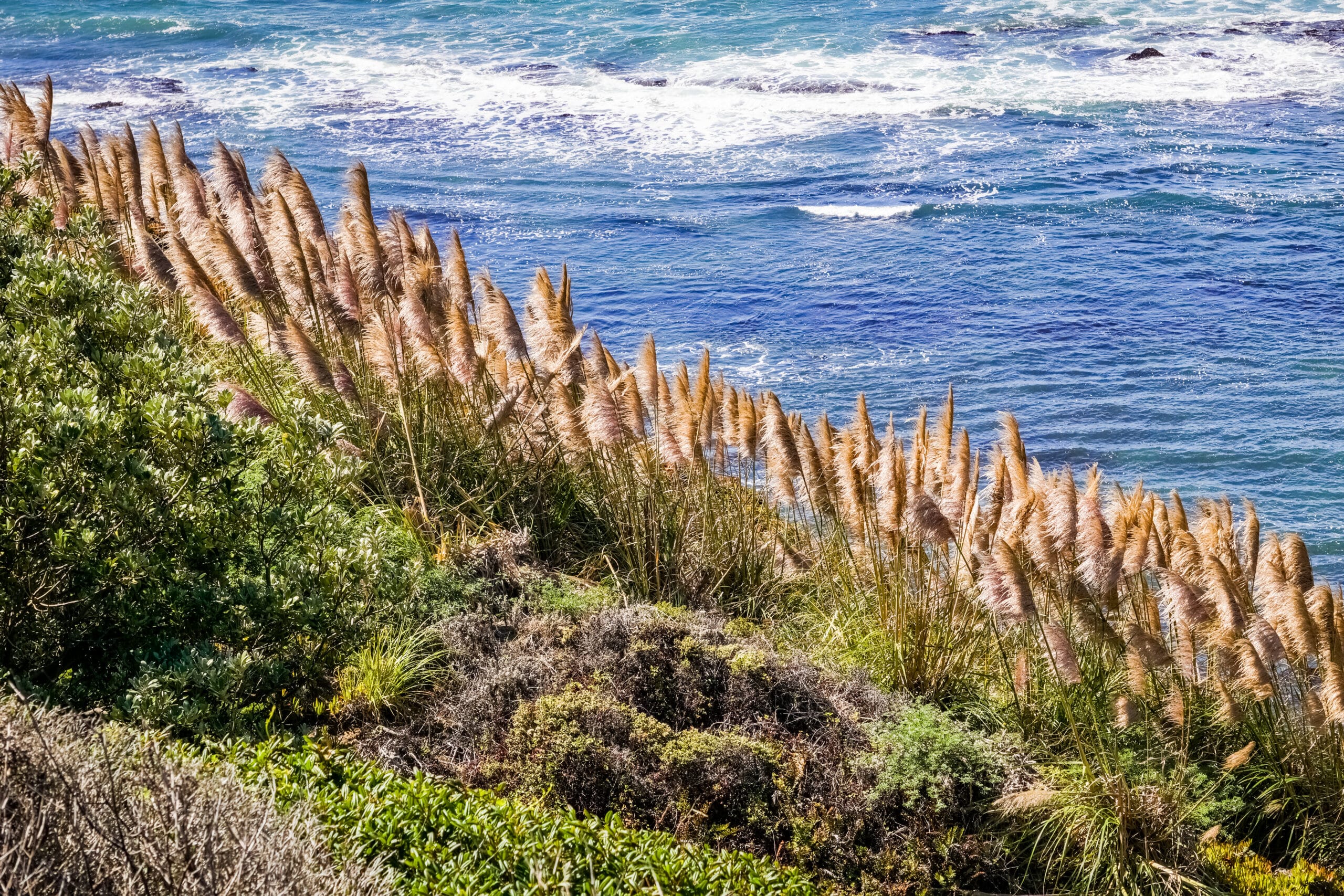 adderall | pampas grass on the pacific coastline california 2023 11 27 05 14 13 utc scaled