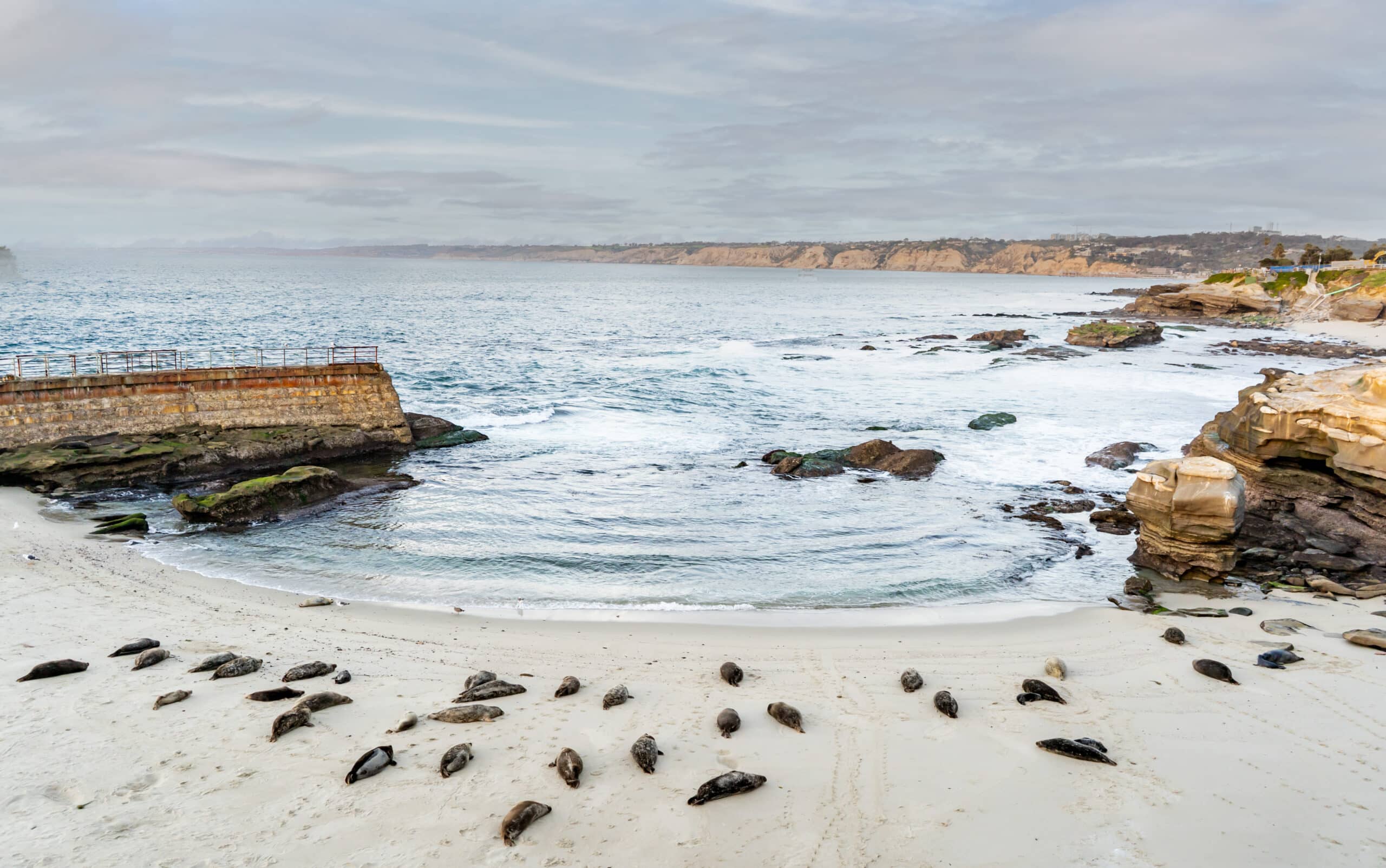 A group of seals are resting on the beach at La Jolla, San Diego, Calirfornia