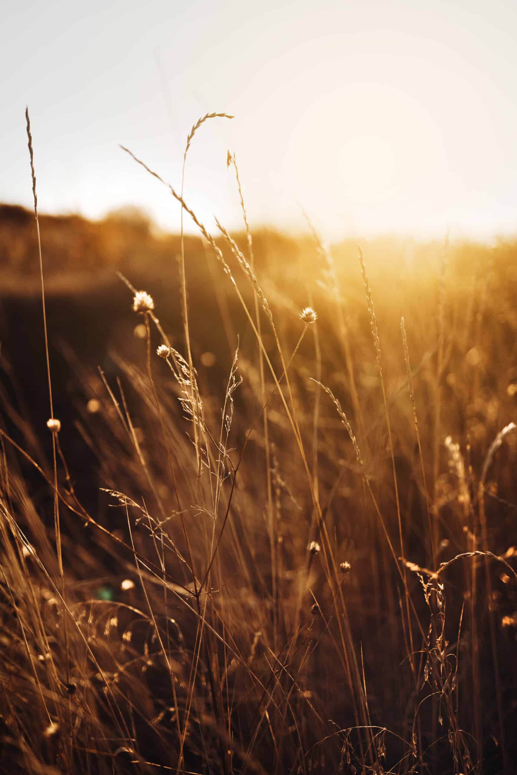 Autumn fall. Beautiful nature background with yellow dry plant in gold sunset in the field. Selective focus