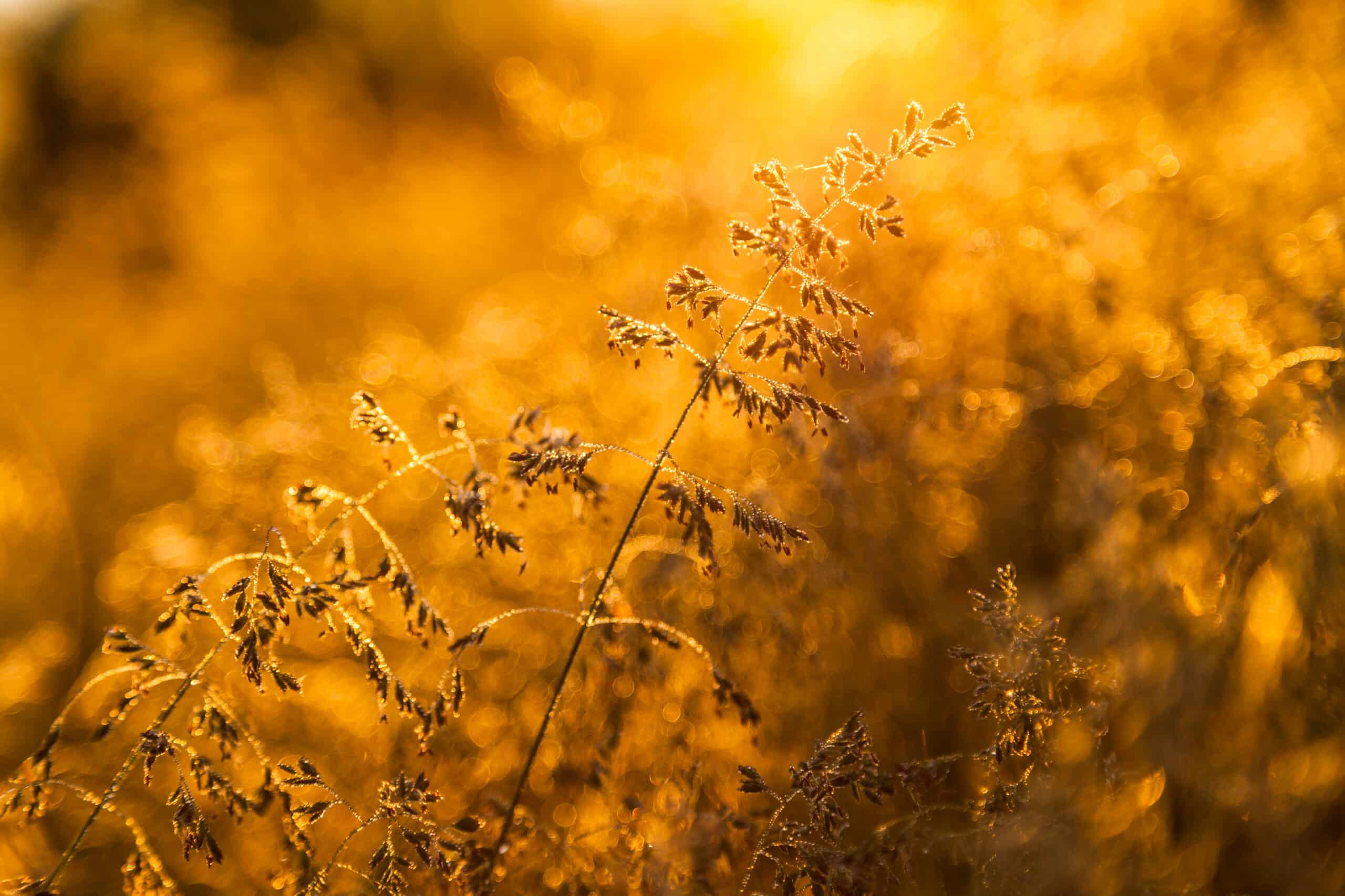 Fresh morning dew on spring grass, natural background - close up