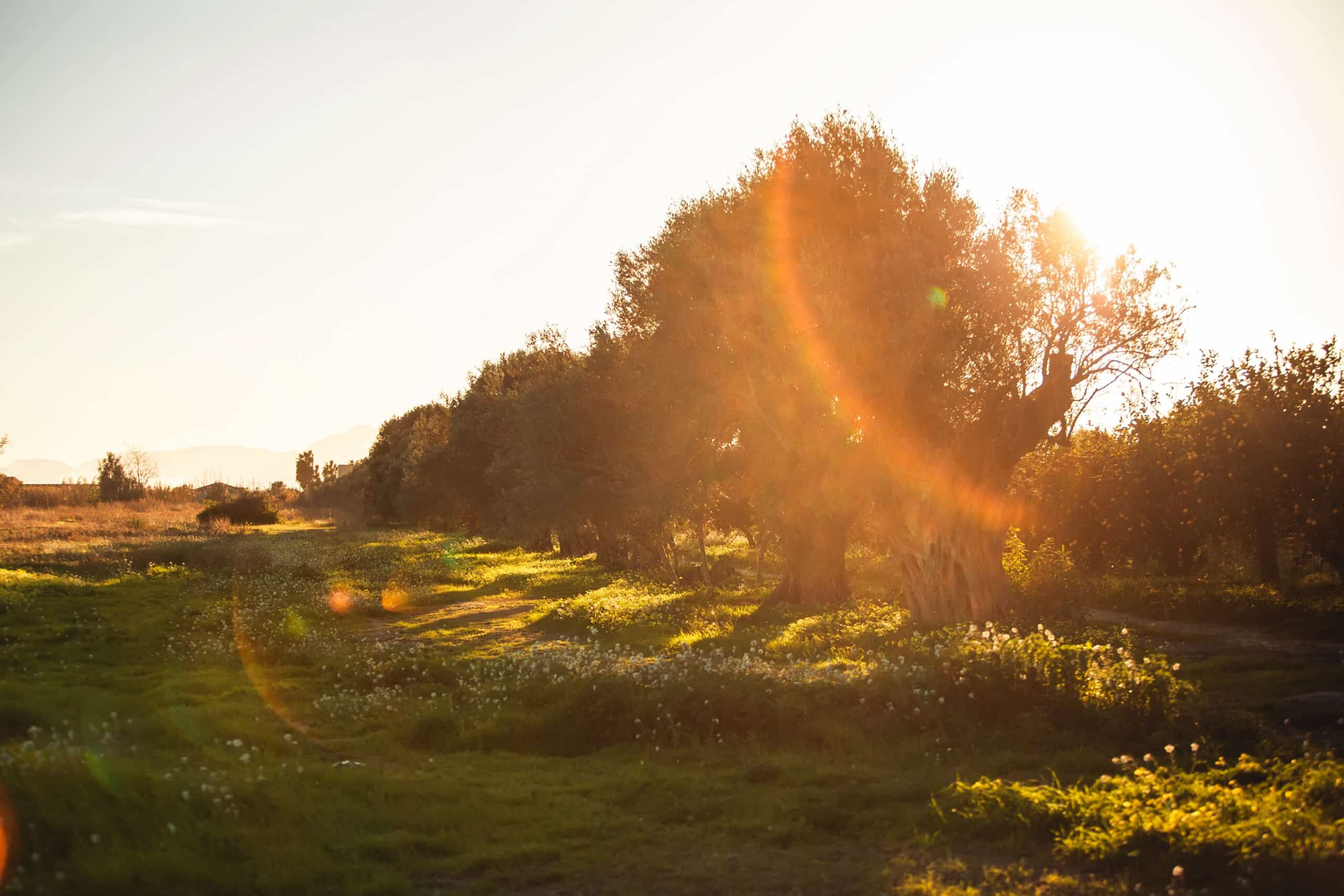 sunset field photo