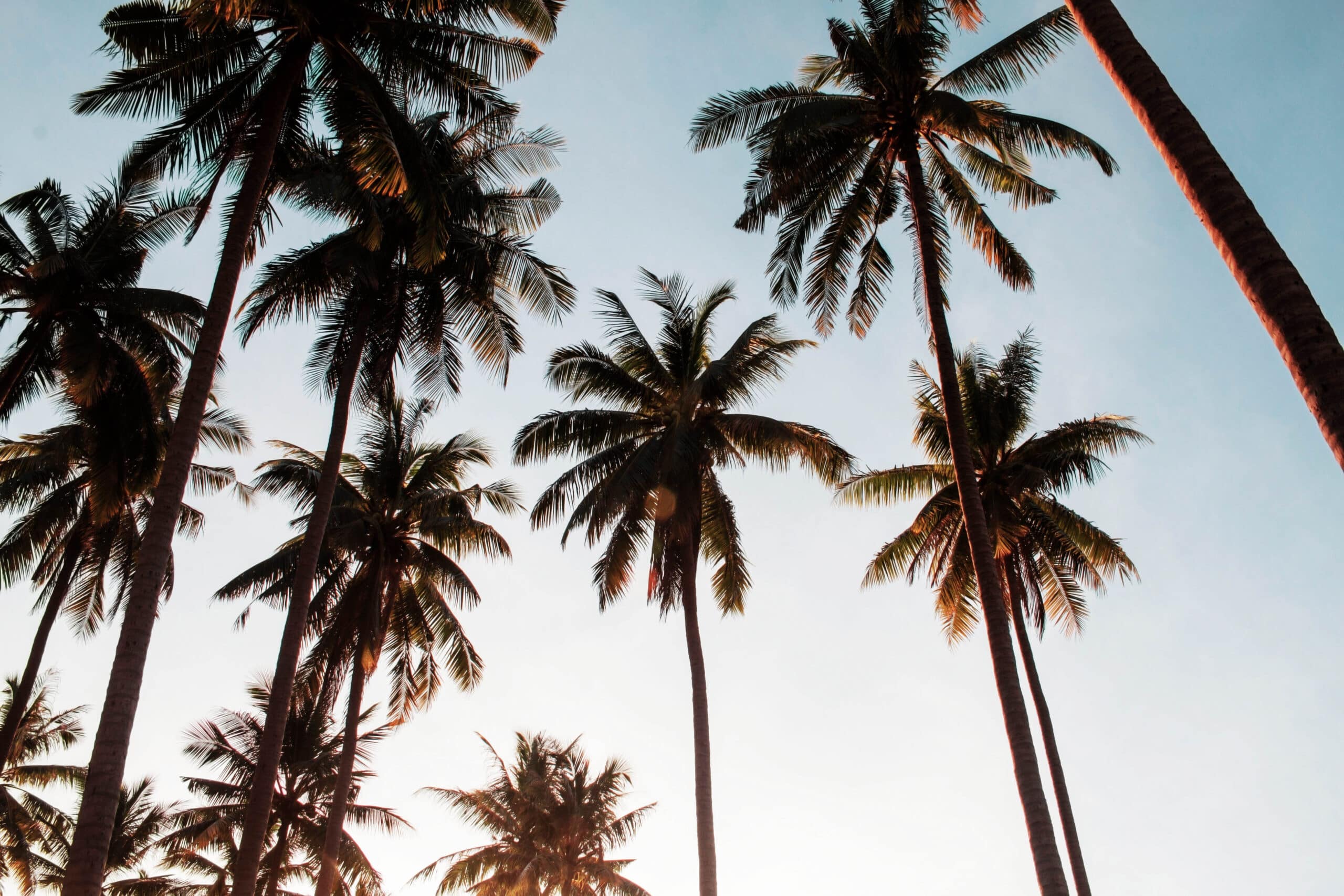 Coconut trees with sunlight in the morning.