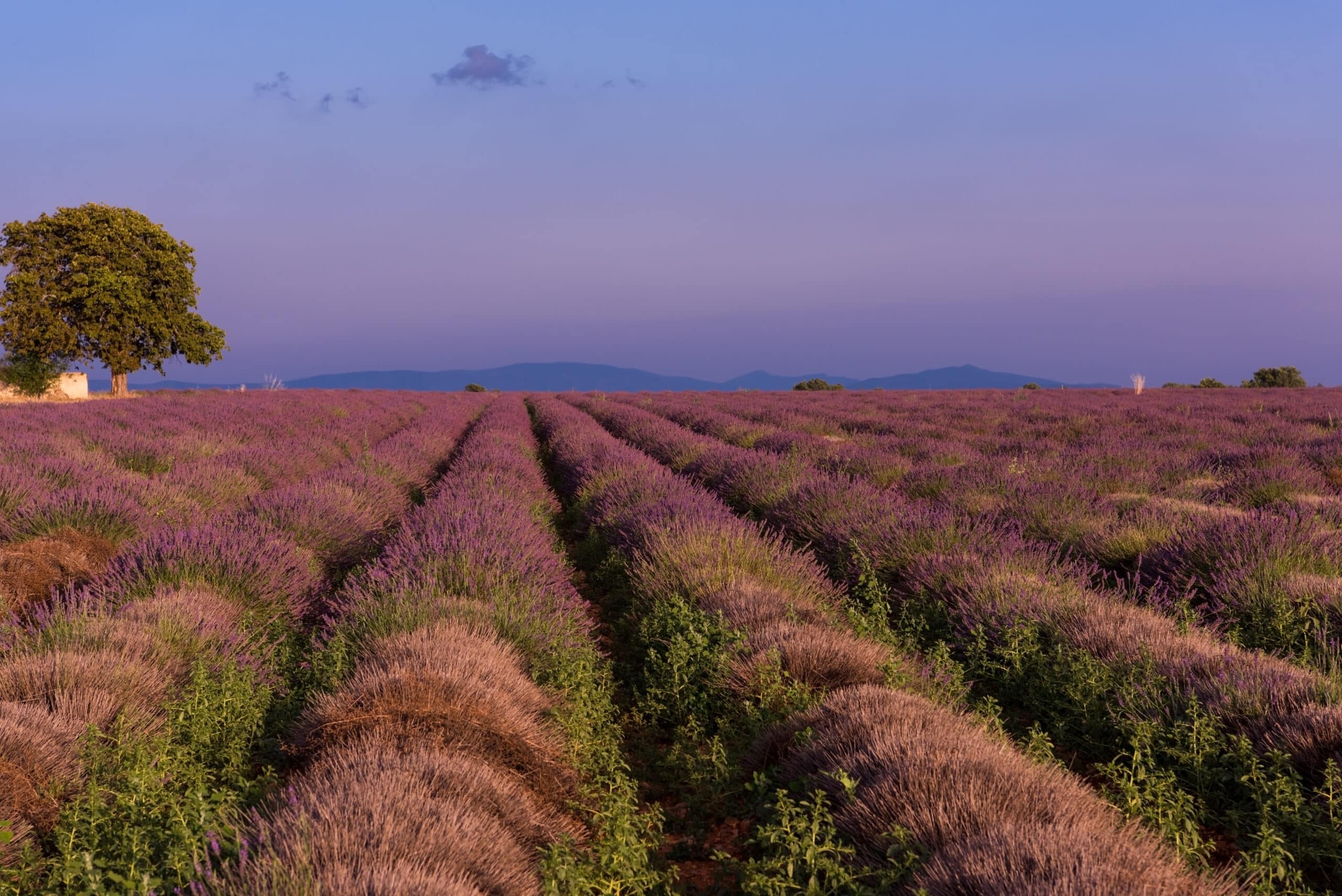 lavender field purple aromatic flowers near valensole in provence france