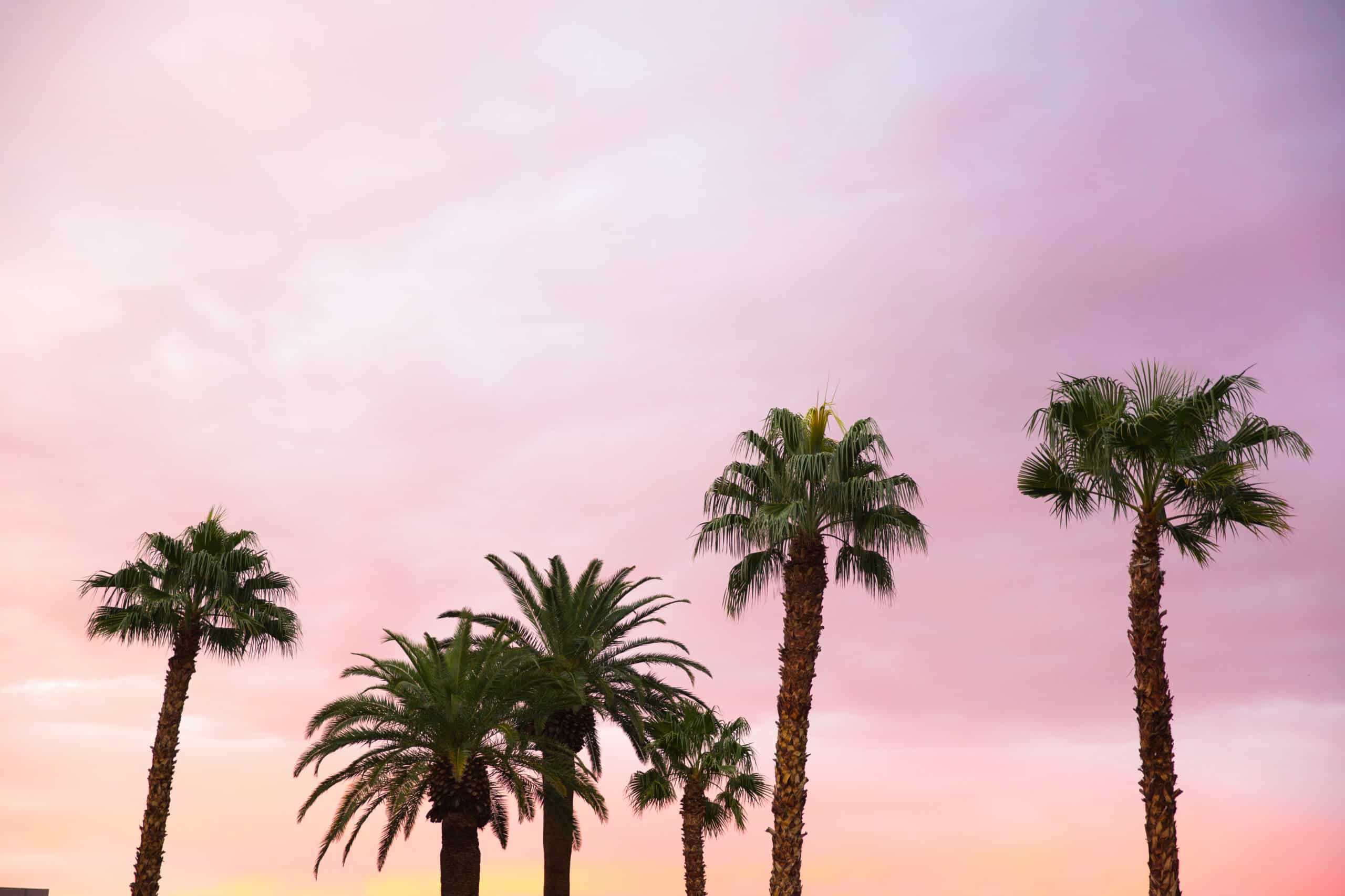 palm-trees-against-a-colorful-pink-sunset