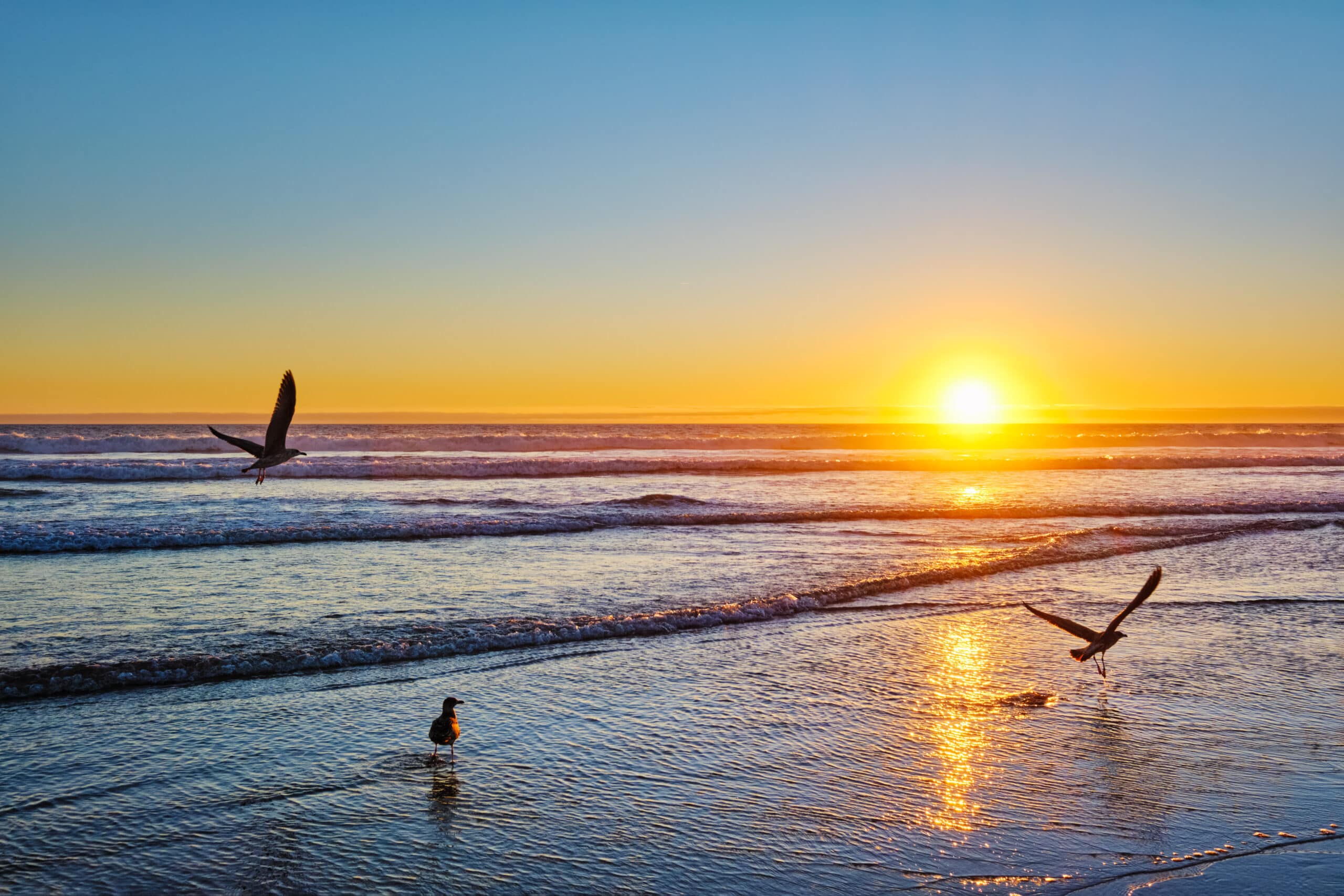 Seagulls fly on beach sund at atlantic ocean sunset with surging waves