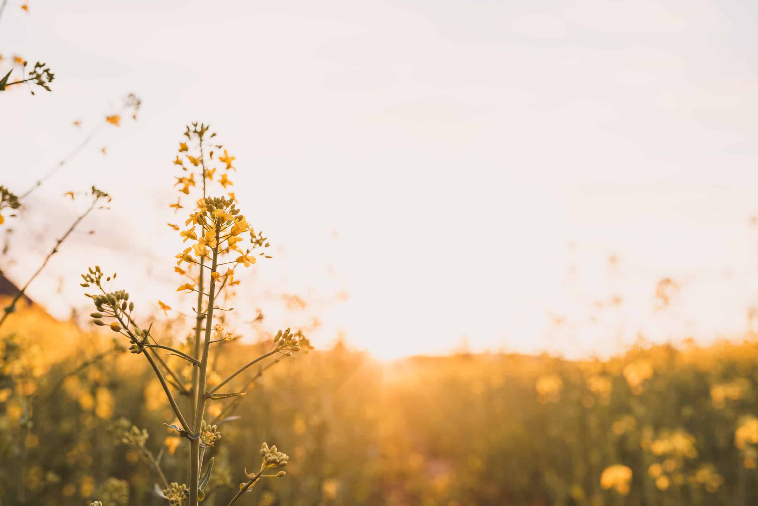 A closeup shot of a rapeseed plants in the field at sunset with blurred background