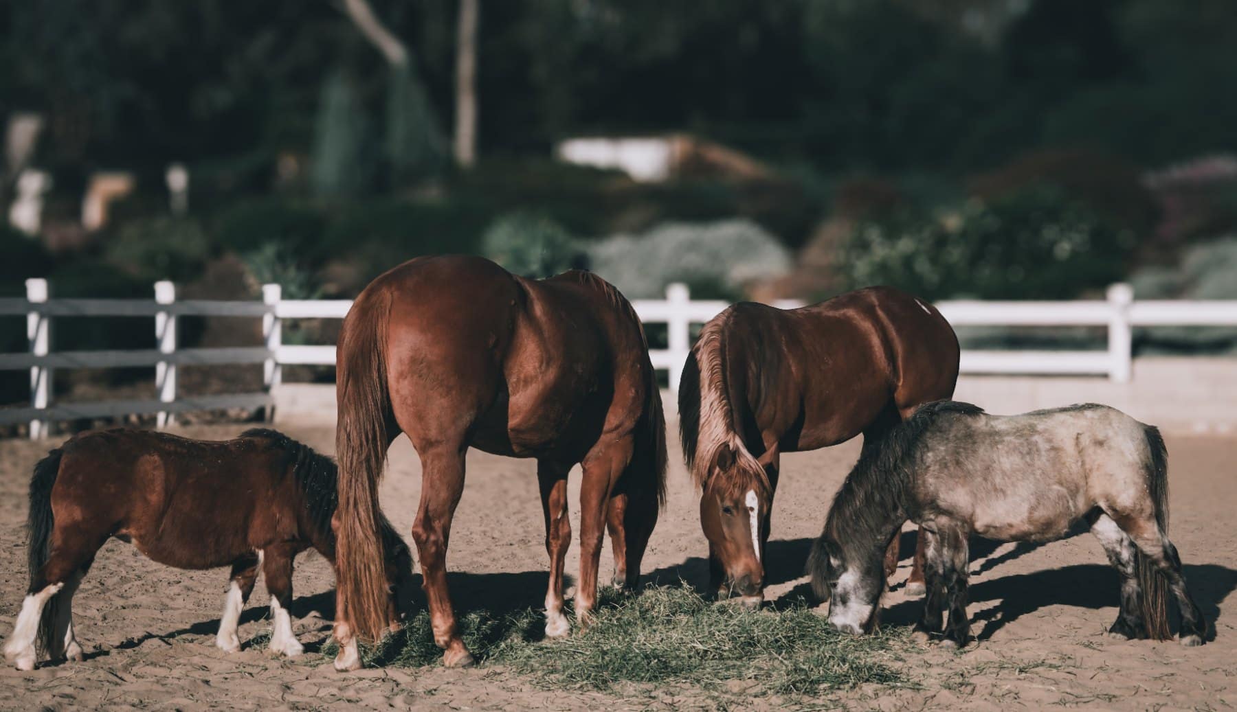 A small herd of horses grazing together in a ranch arena